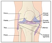 Knee joint anatomy,artwork
