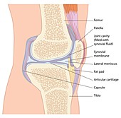 Knee joint anatomy,artwork