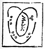 Heart diagram,16th century