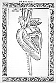 Heart anatomy,16th century