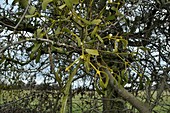 Misteltoe growing on Hawthorn tree