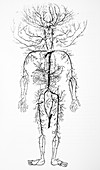 Arterial system,18th century