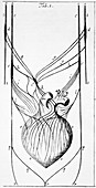 Heart nerves,17th century