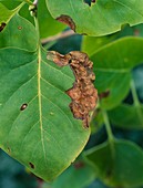 Caloptilia syringella