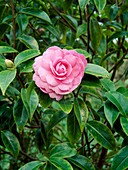 Camellia japonica 'Shocking Pink'