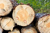 Larch timber logs