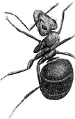 Ant,17th Century artwork