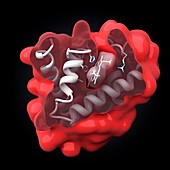 Myoglobin molecule