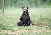 Juvenile brown bear