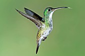 Andean emerald hummingbird