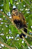 Brown capuchin monkey