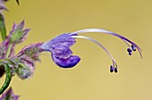 Trichostema lanatum