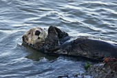 Sea Otter,USA