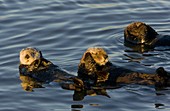 Sea Otters,USA