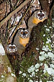 Three-striped owl monkeys