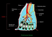 Pulmonary lobule,artwork