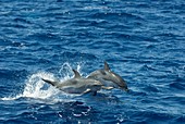 Atlantic spotted dolphins