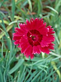 Dianthus 'Gypsy Star'