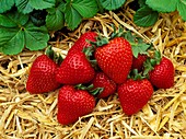 Strawberry 'Driscoll San Juan'