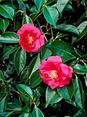 Camellia japonica 'Red Ensign'