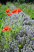 Organic thyme crop