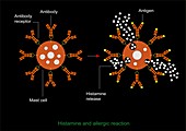 Histamine allergic reaction,diagram