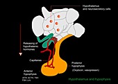 Hypothalamus and hypophysis,diagram