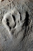 Fossilised pterosaur footprint