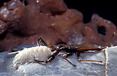 Cave water scorpion and prey