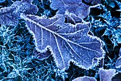 Frost-covered oak leaf