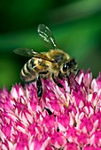 Honey bee feeding on Sedum flowers