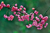 Spindle (Euonymus sp.) berries