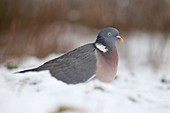 Wood pigeon in snow