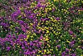 Erica cinerea and Ulex minor