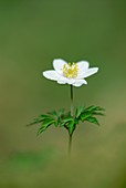 Wood Anemone (Anemone sp.)