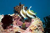Pennant bannerfish and peacock grouper