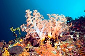 Soft coral on a reef