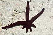 Luzon starfish regenerating its limbs
