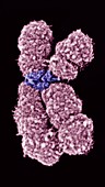 Human chromosome 10,SEM