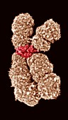 Human chromosome 10,SEM