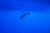 Short-finned pilot whale calf