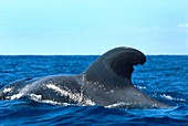 Short-finned pilot whale