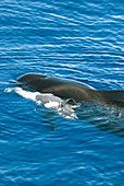 Pilot whale mother and dead calf