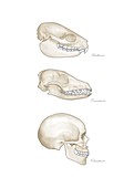 Animal teeth comparison,artwork