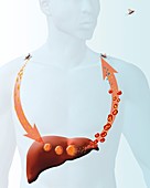 Malaria life-cycle,artwork