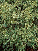 Luma apiculata 'Glanleam Gold'