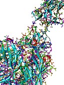 Sigma1 protein molecule,artwork