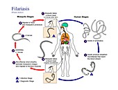 Lymphatic filariasis parasite life cycle