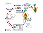 Pork tapeworm life cycle