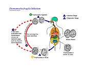 Dientamoebiasis parasite life cycle